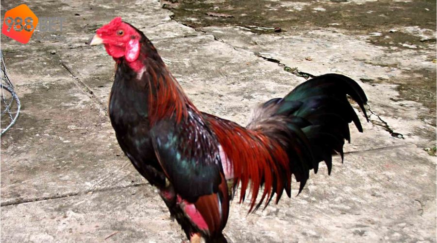 Cách nhìn linh kê chuẩn từ cao thủ 