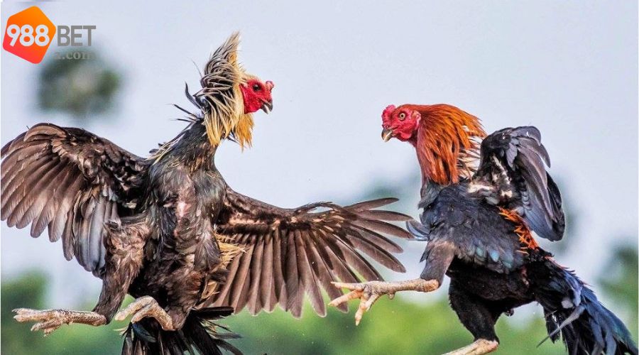 Kèo đá gà mà người chơi thường lựa chọn 