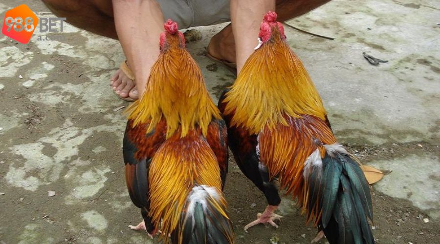 Lợi ích khi người chơi chọn trúng linh kê 