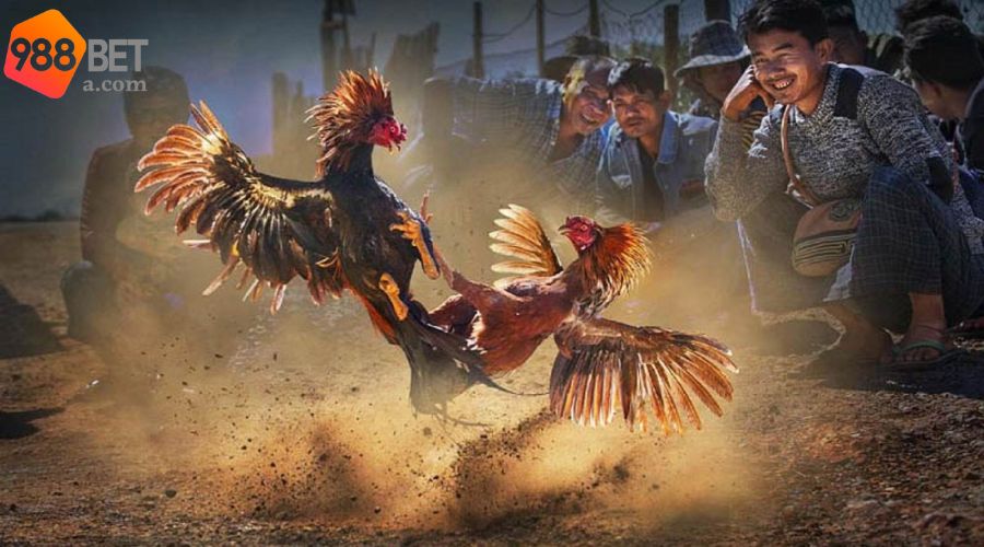 Vài điều cơ bản về sân chơi đá gà online 